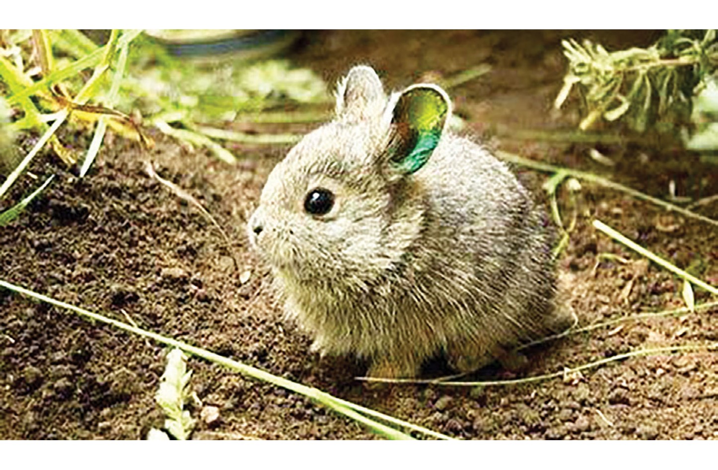 أصغر سلالة أرانب في العالم «بحجم كف اليد» - صحيفة الأيام البحرينية