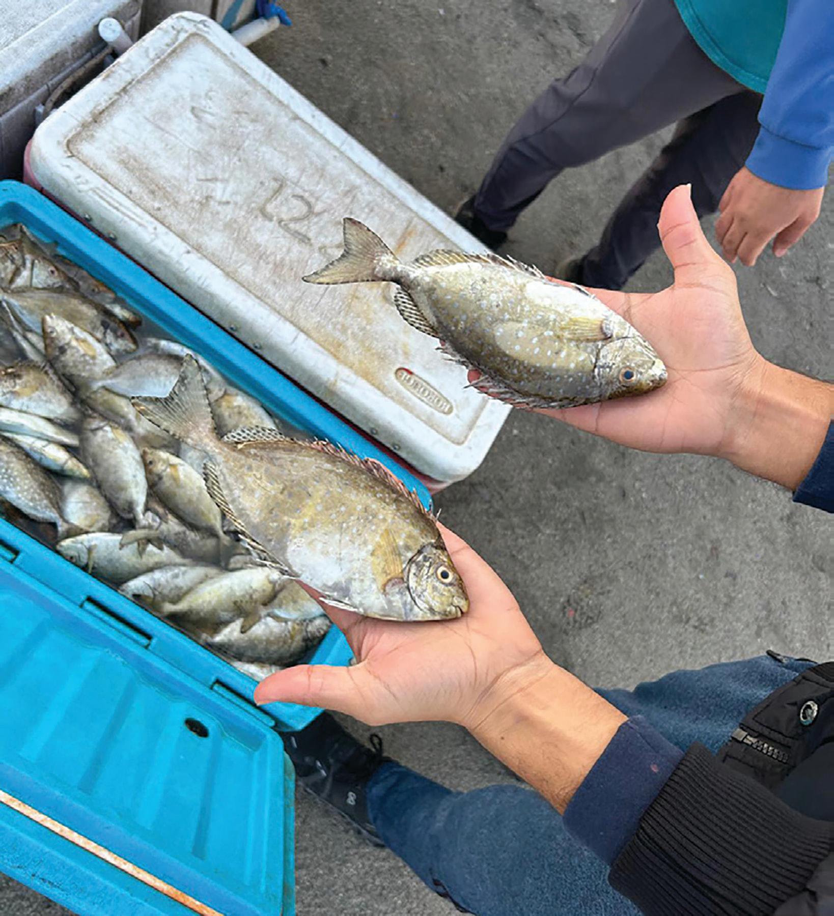 موجة البرد والرياح ترفع أسعار «الصافي» بشكل طفيف.. والكيلو بـ3.5 دينار 